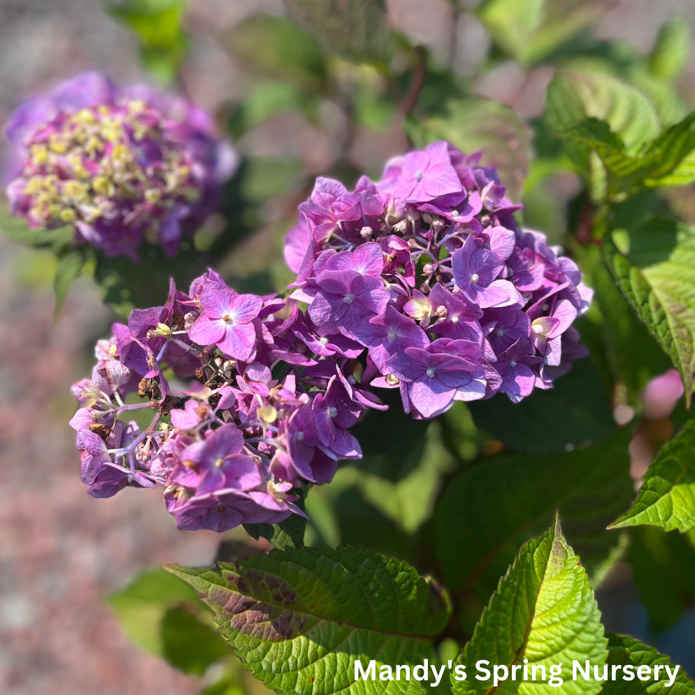 BloomStruck Reblooming Bigleaf Endless Summer® Hydrangea | Hydrangea macrophylla
