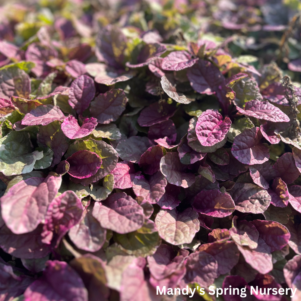 Burgundy Glow Bugleweed | Ajuga reptans