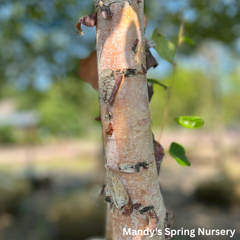 Heritage River Birch | Betula nigra 'Cully'