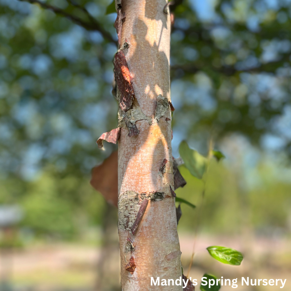 Heritage River Birch | Betula nigra 'Cully'