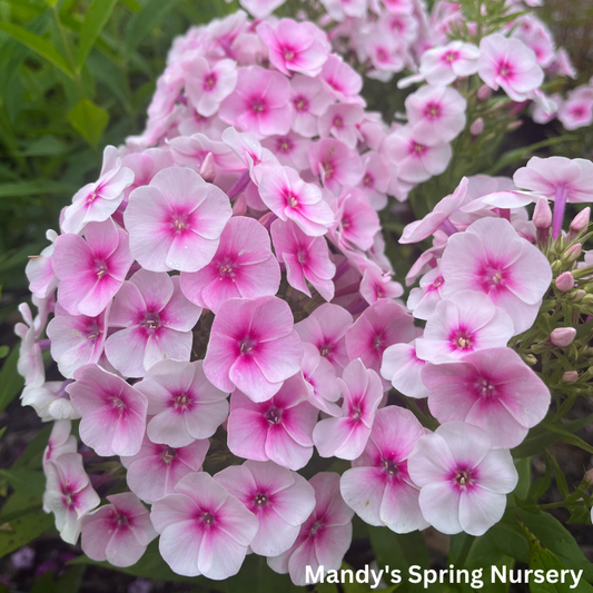 Flame Pro Baby Doll Garden Phlox | Phlox paniculata