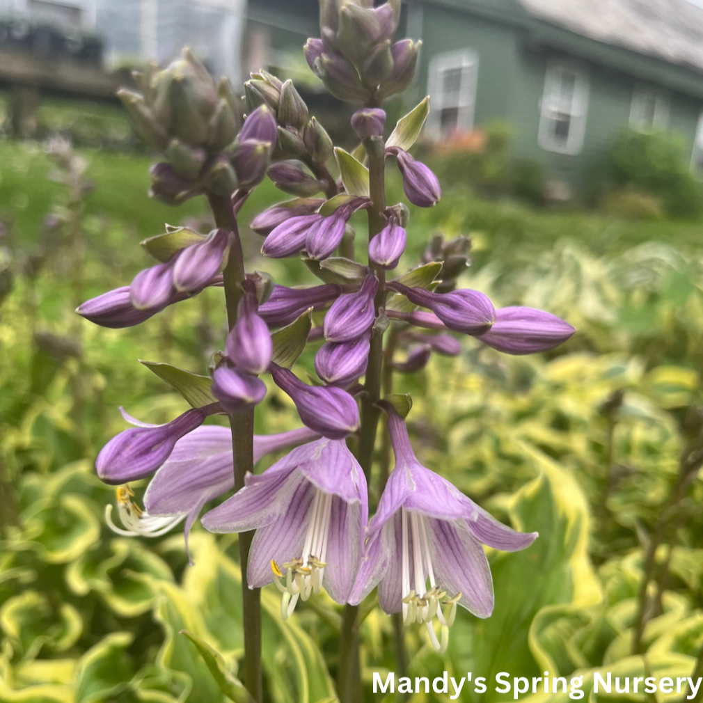 Wrinkle in Time Hosta | Hosta 'Wrinkle in Time'