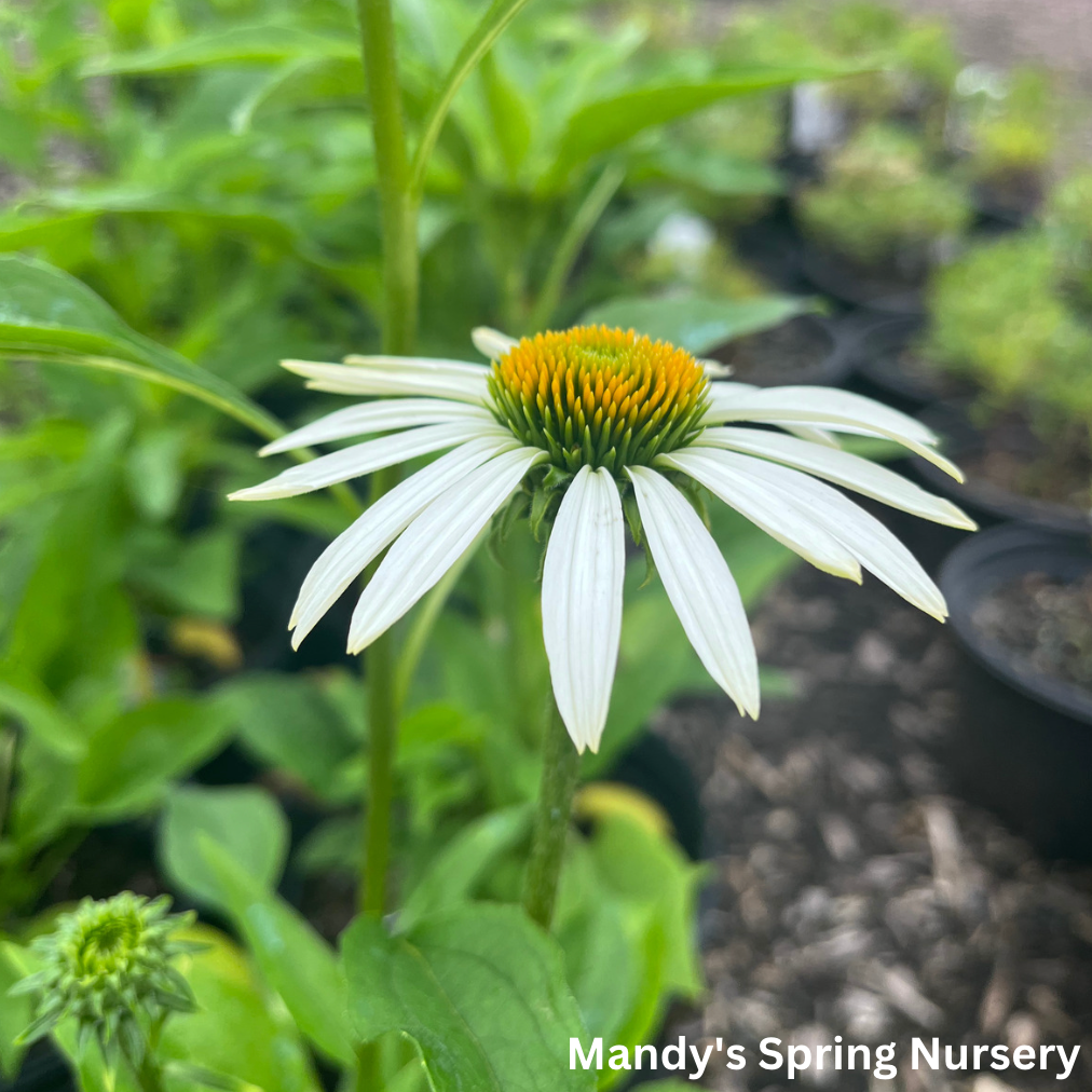 White Swan Coneflower | Echinacea 'White Swan'