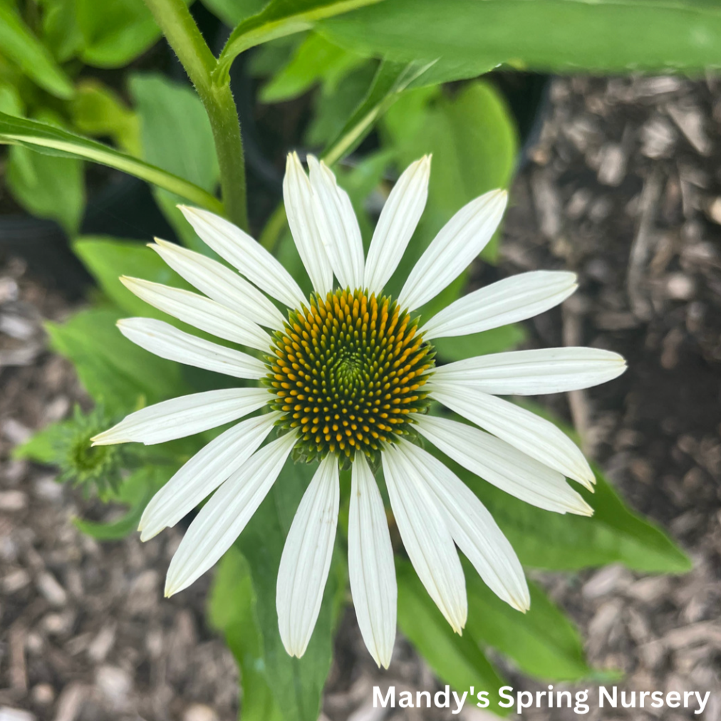 White Swan Coneflower | Echinacea 'White Swan'