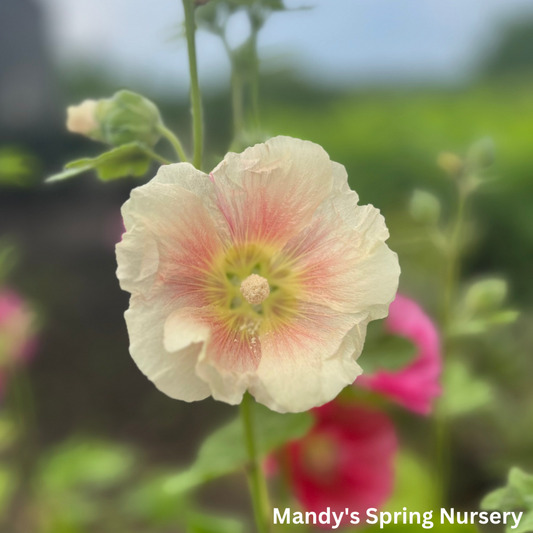 Indian Spring Hollyhock Mix | Alcea rosea