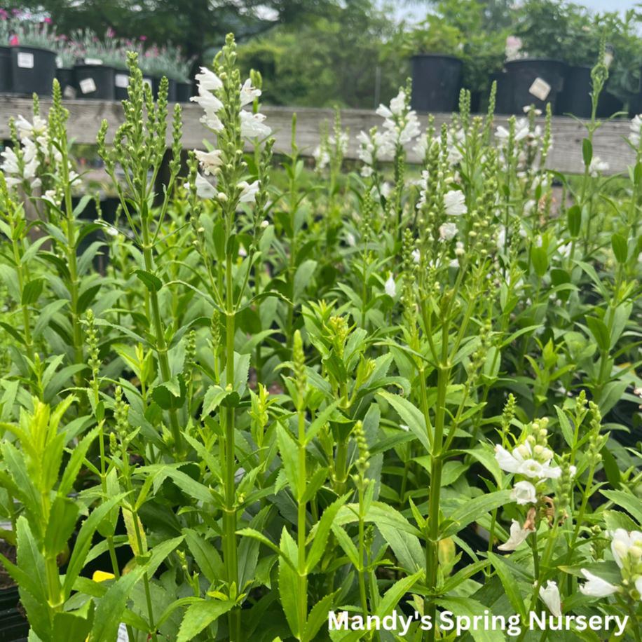 Miss Manners Obedient Plant | Physostegia virginiana