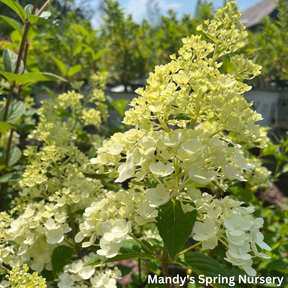 Vanilla Strawberry Hydrangea | Hydrangea paniculata