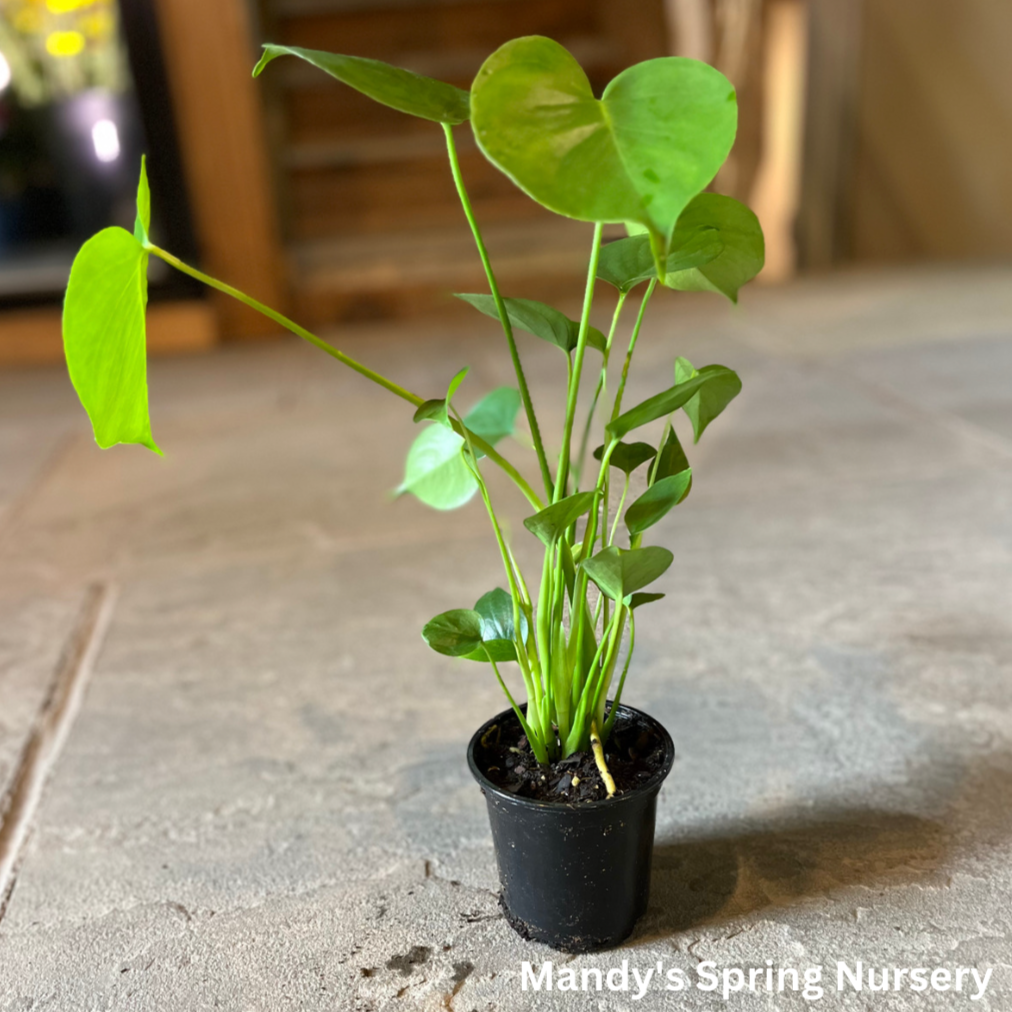 Monstera deliciosa