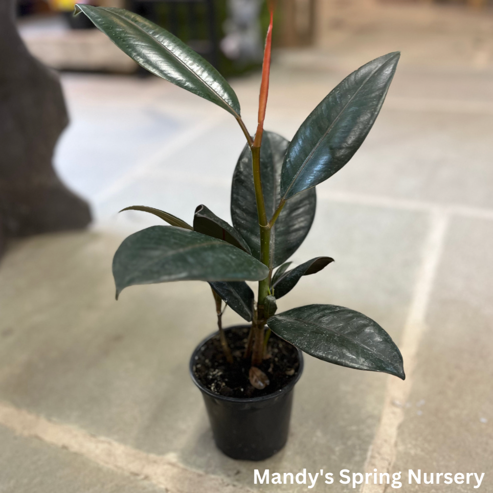 Rubber Tree | Ficus elastica