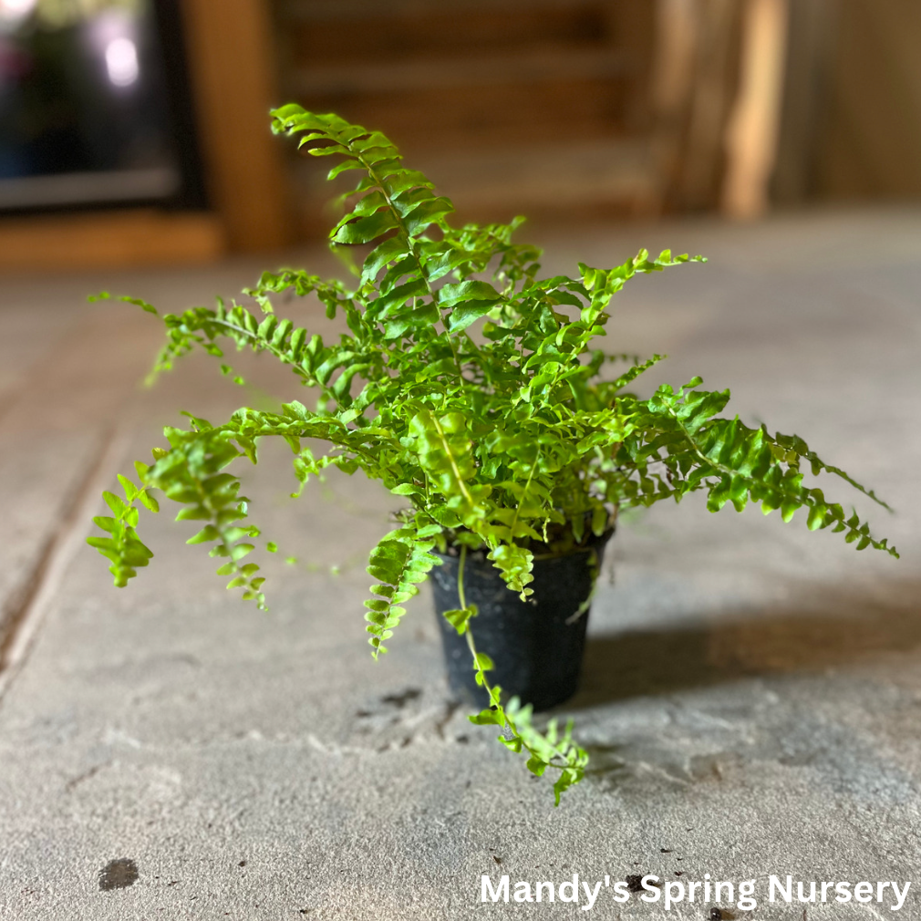 Boston Fern |  Nephrolepis exaltata