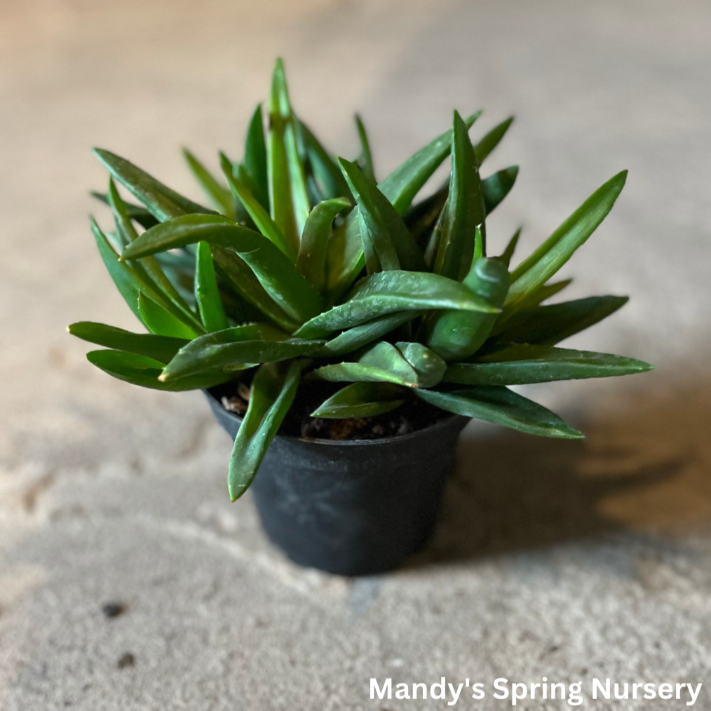 Aloe Vera Plant