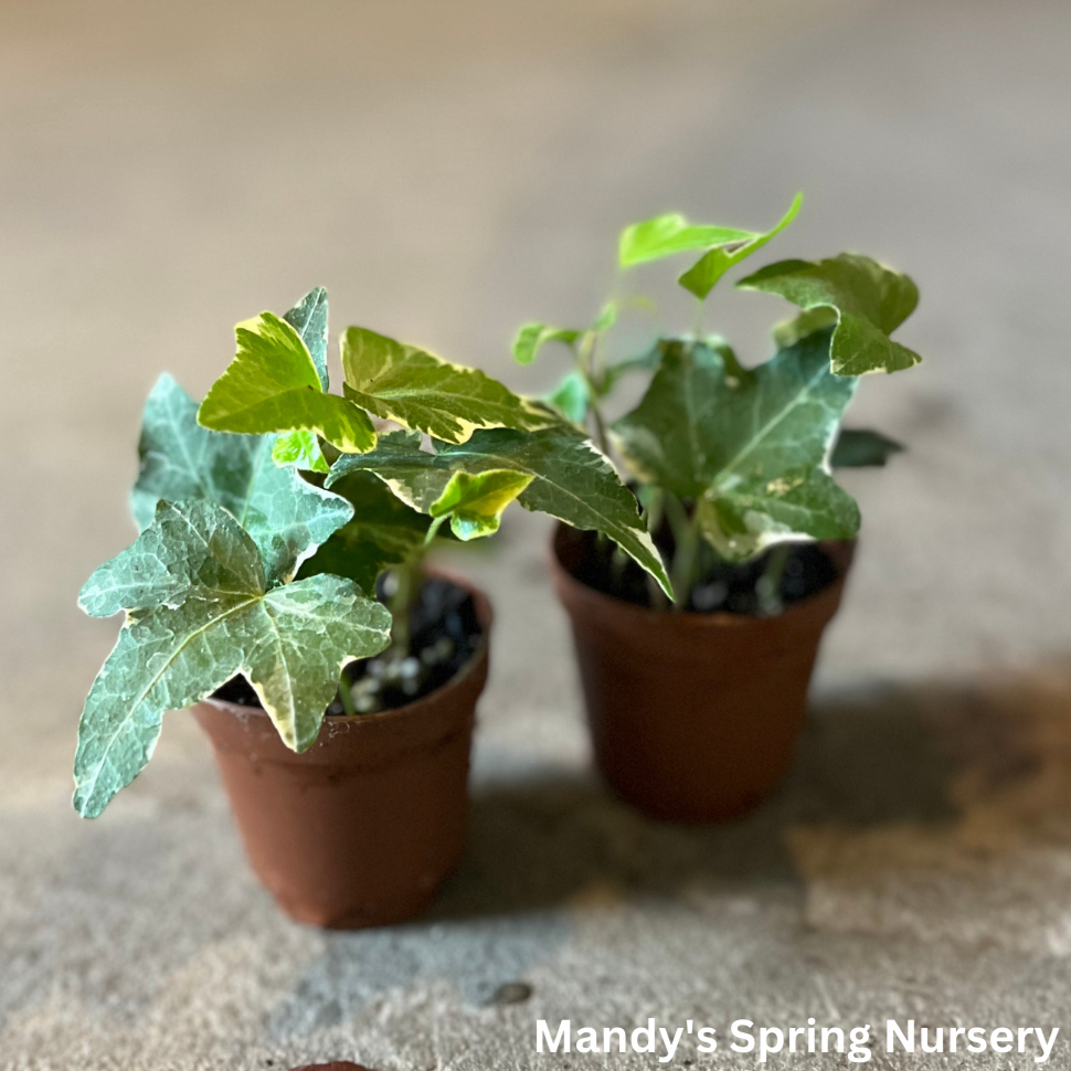 Indoor Variegated Ivy - 'Variegata' Hedera helix