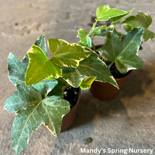 Indoor Variegated Ivy - 'Variegata' Hedera helix