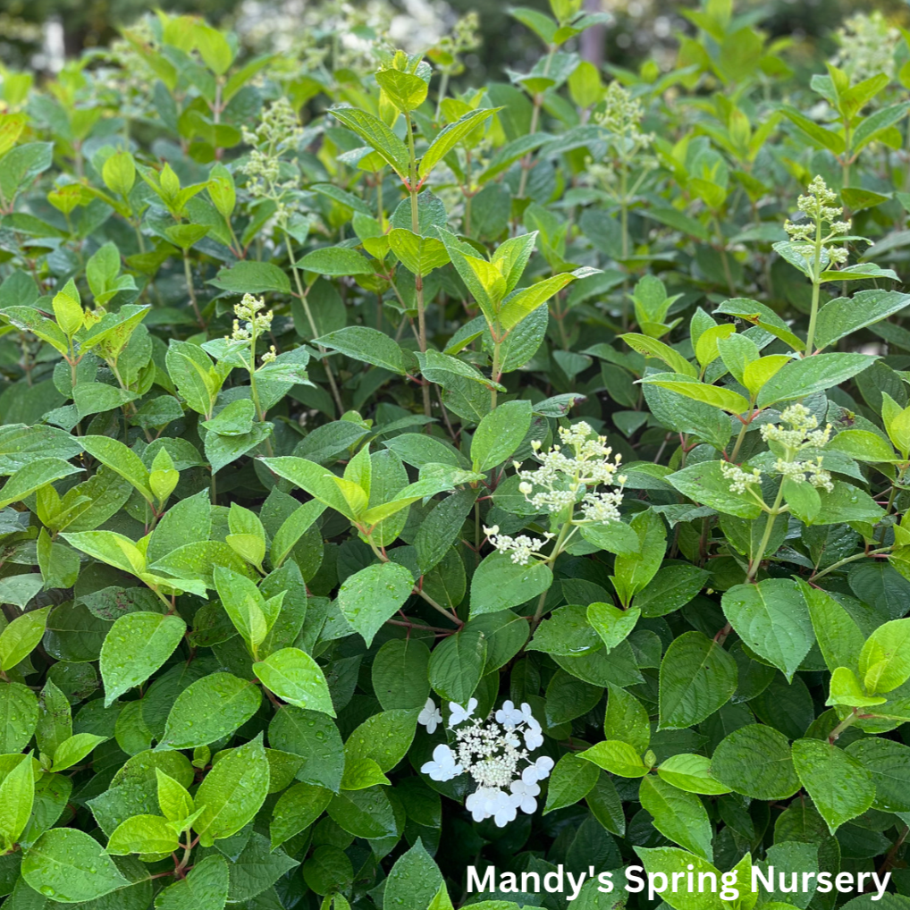 Quick Fire® Hydrangea (Proven Winenrs | Hydrangea paniculata