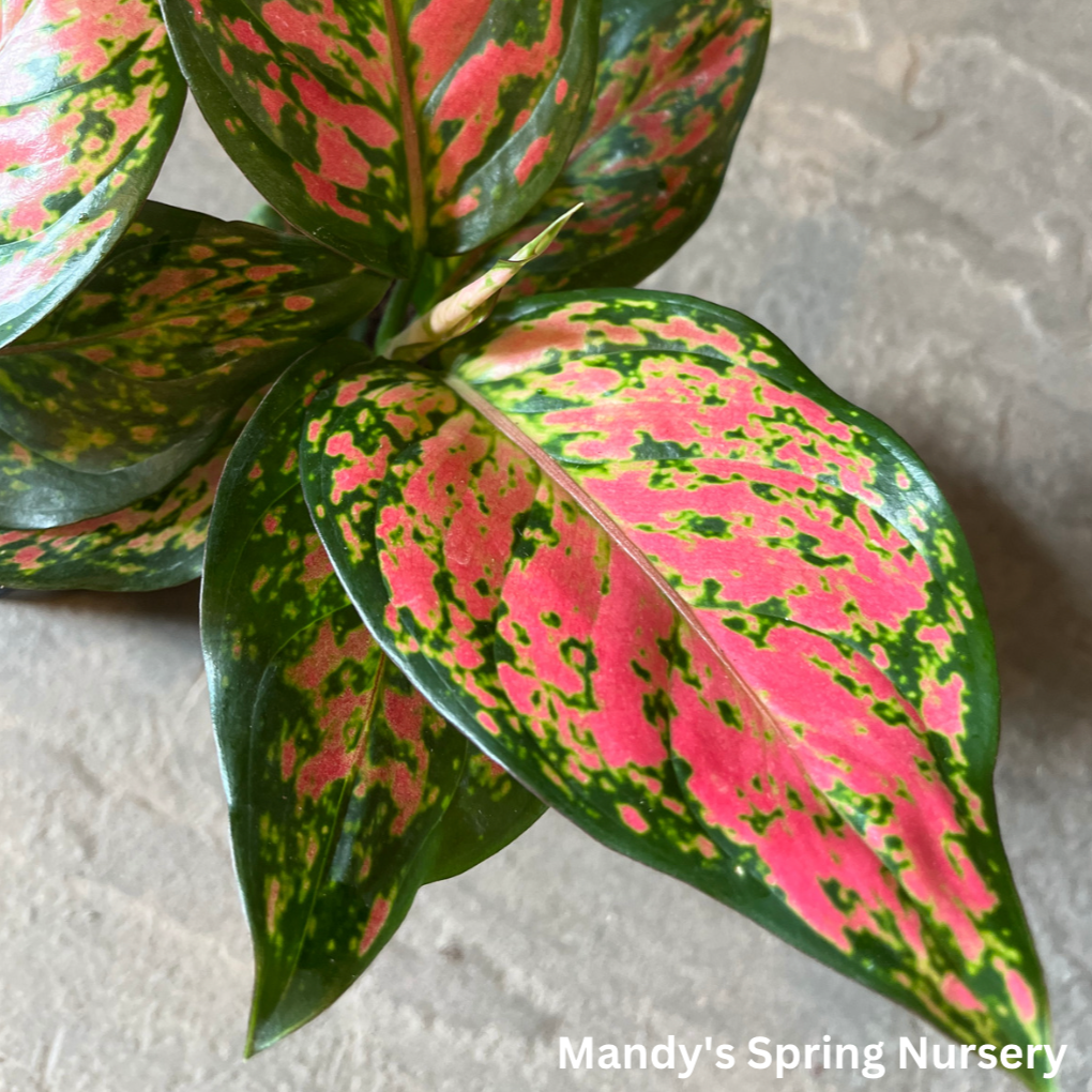 'Lucky Plant' | Aglaonema