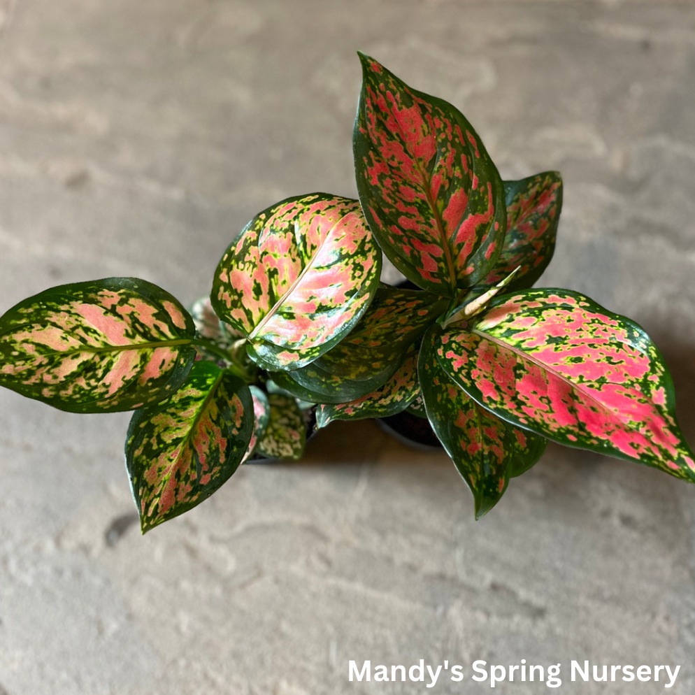 'Lucky Plant' | Aglaonema