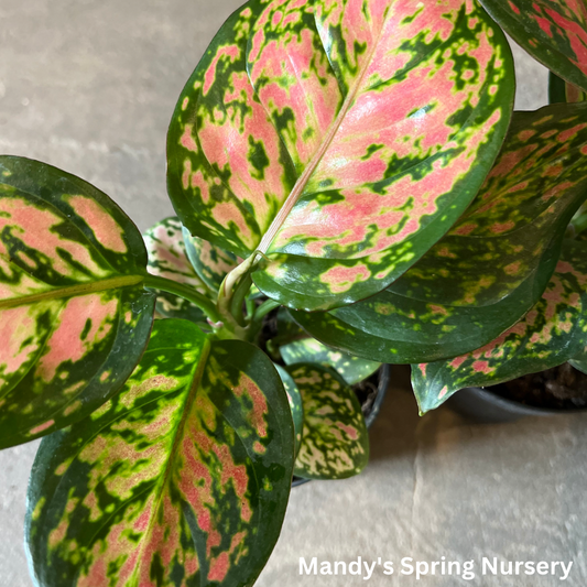 'Lucky Plant' | Aglaonema