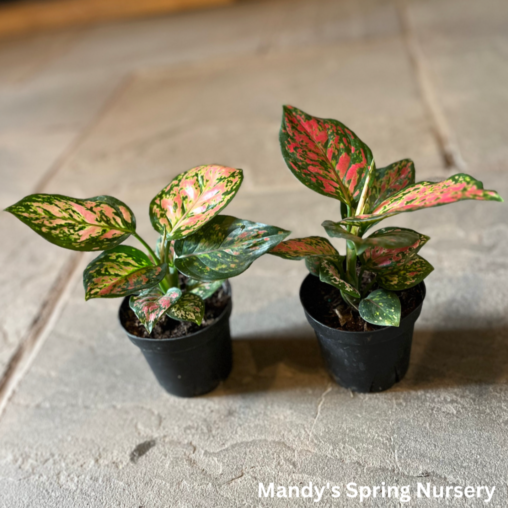 'Lucky Plant' | Aglaonema