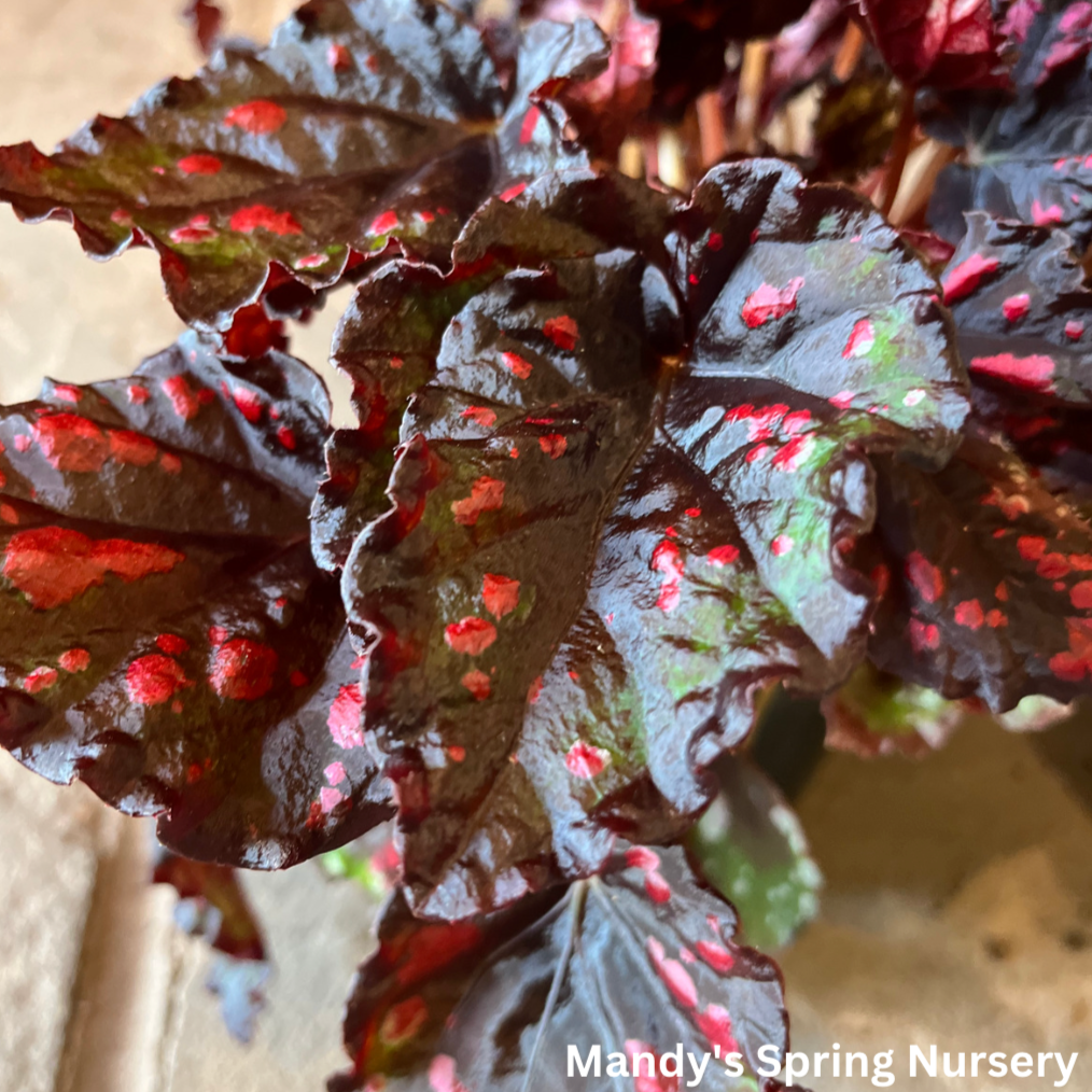 'Painted Leaf' Begonia - Rex begonia