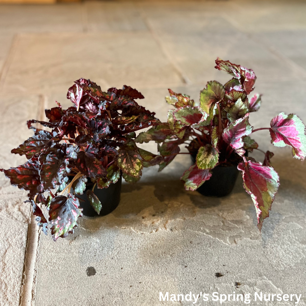 'Painted Leaf' Begonia - Rex begonia