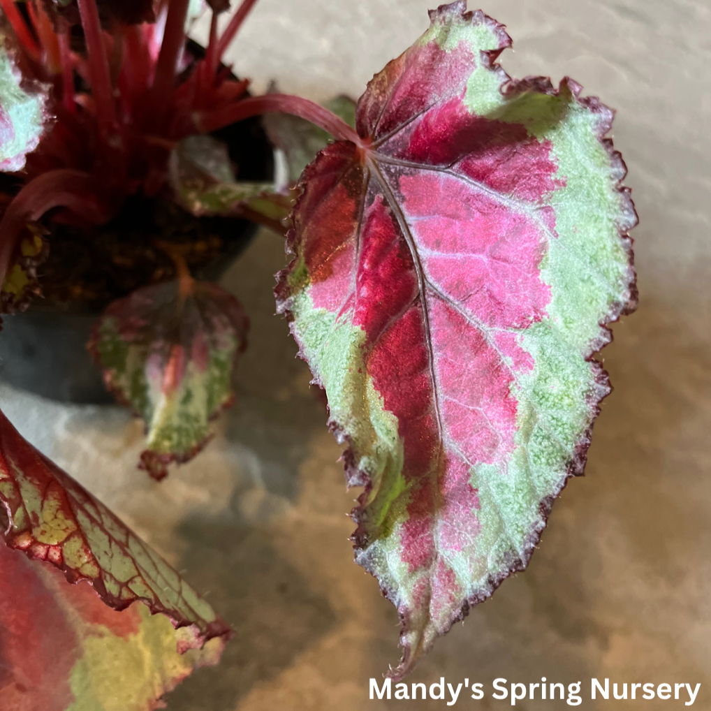 'Painted Leaf' Begonia - Rex begonia