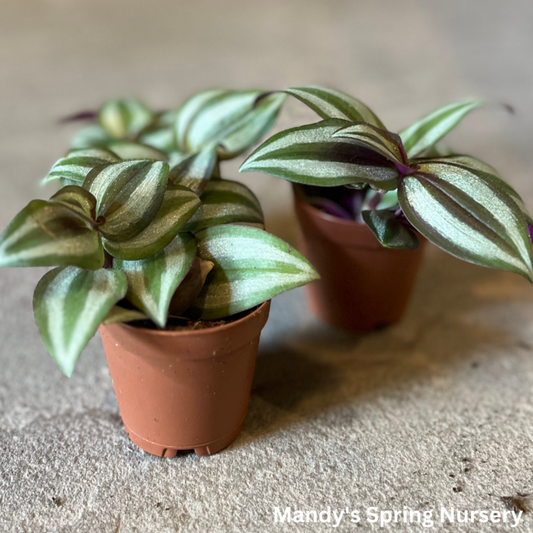 'Purple Wandering' | Tradescantia