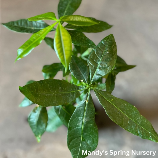 'Money Tree' - Pachira aquatica