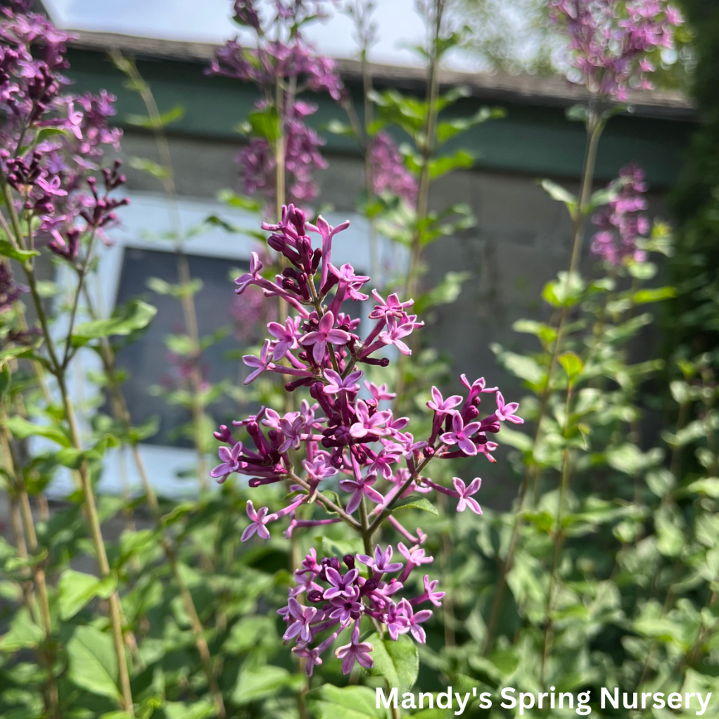 Bare Root- Dark Purple Bloomerang Lilac | Syringa x