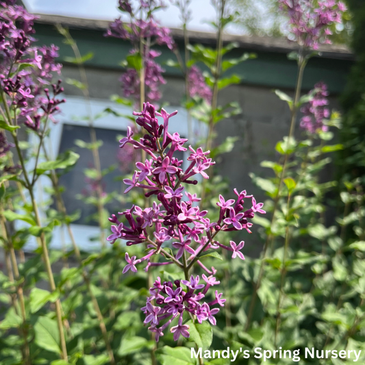 Bloomerang Dark Purple Lilac | Syringa