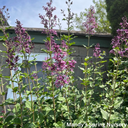 Bare Root- Dark Purple Bloomerang Lilac | Syringa x