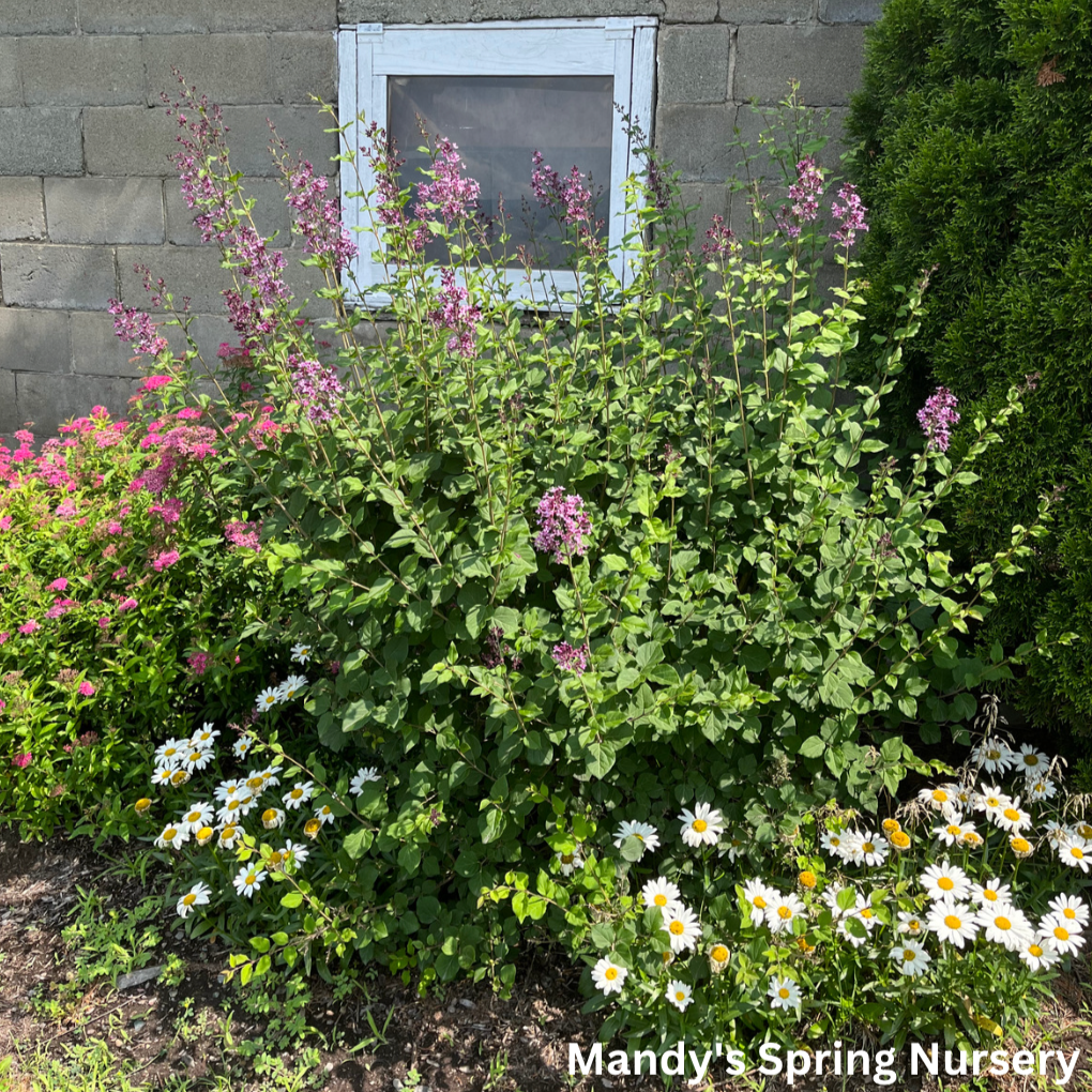 Bloomerang Dark Purple Lilac | Syringa