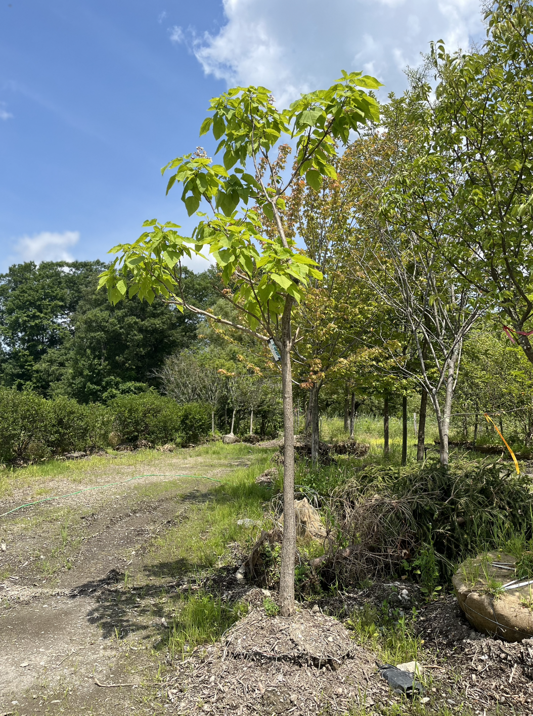 Northern Catalpa | Catalpa speciosa