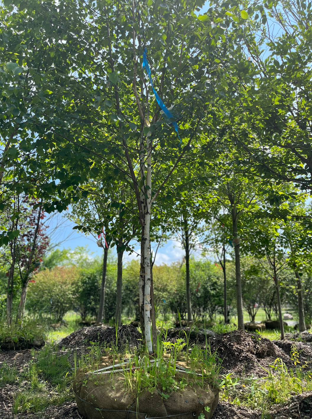 Paper Birch Birch | Betula papyrifera 'Paper Birch'