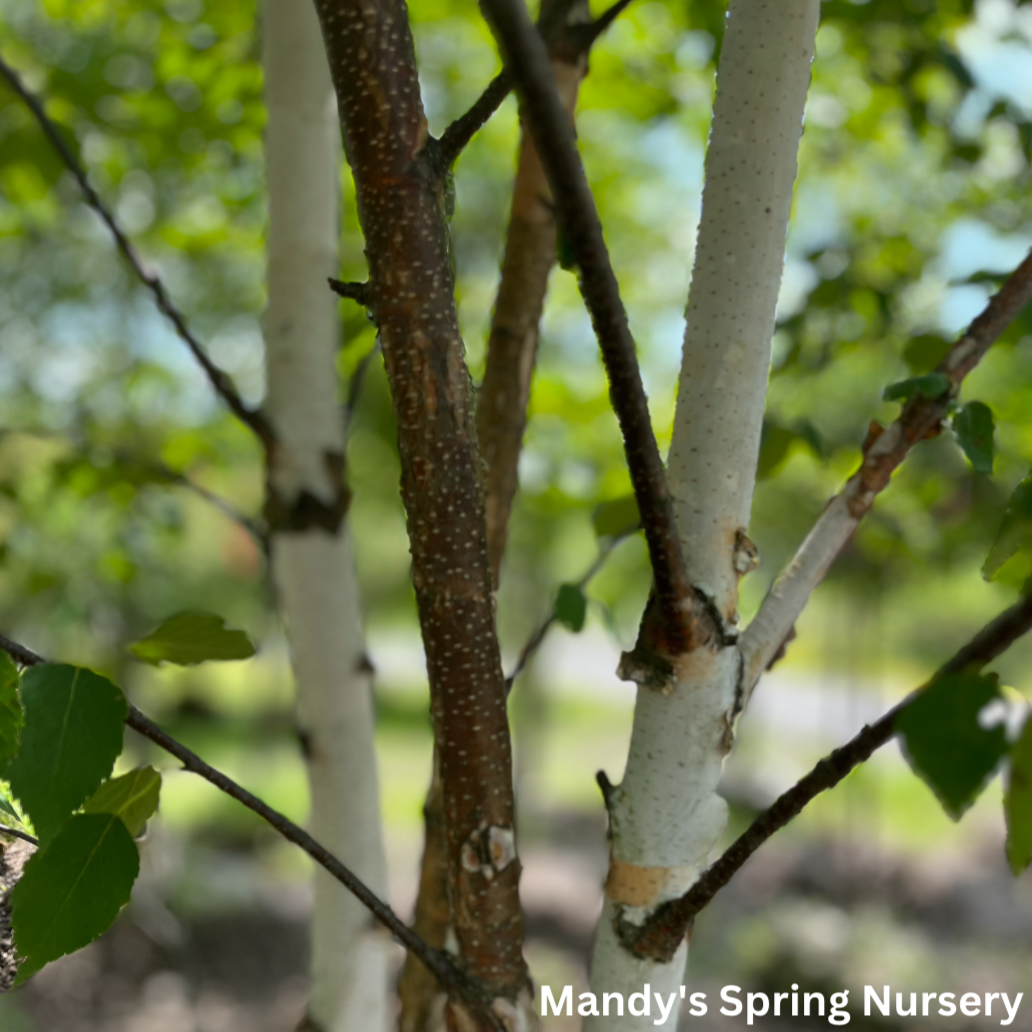 Paper Birch Birch | Betula papyrifera 'Paper Birch'