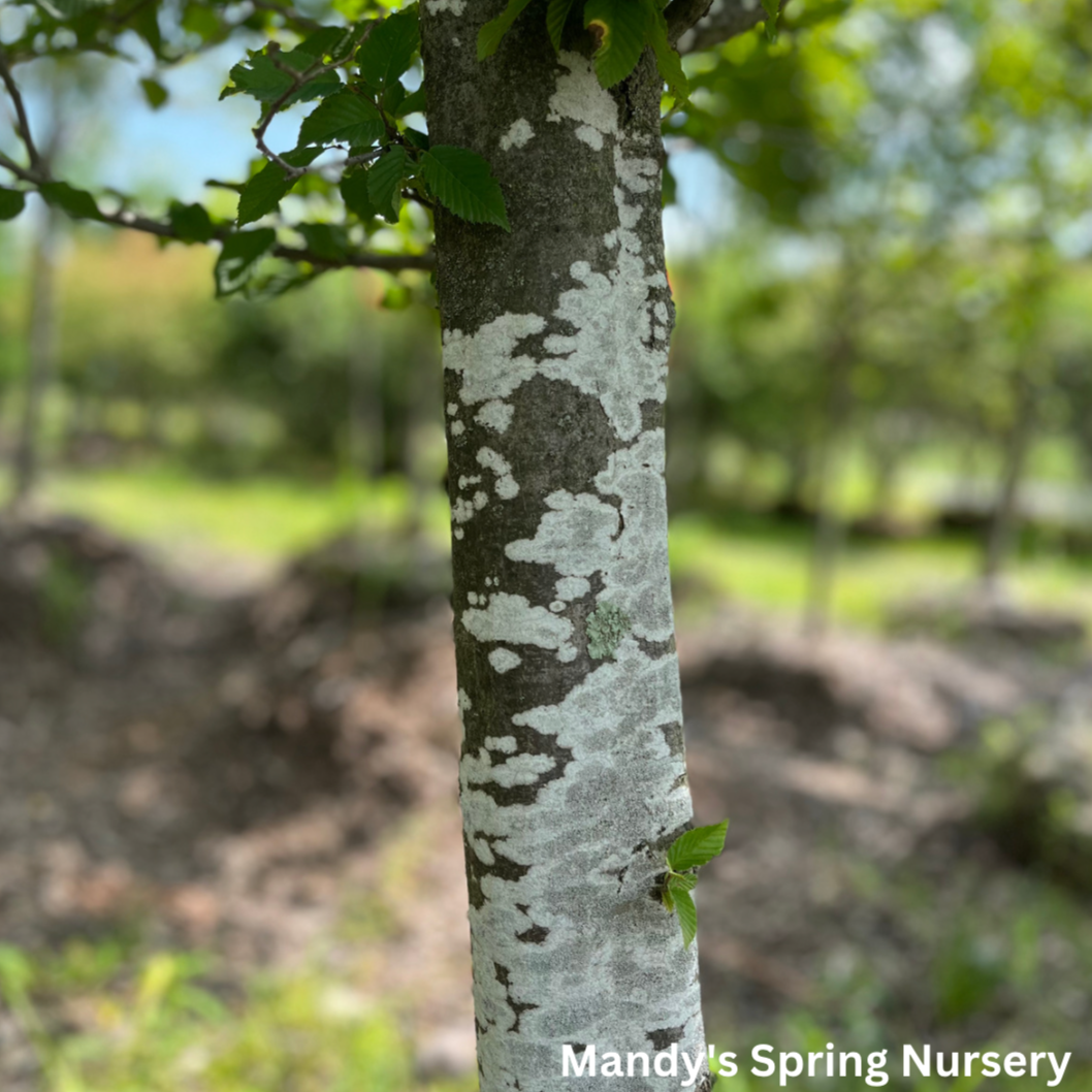 European Hornbeam | Carpinus betulus