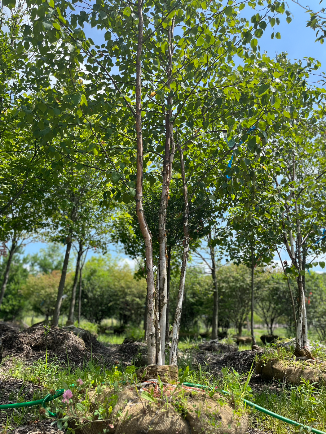 Paper Birch Birch | Betula papyrifera 'Paper Birch'