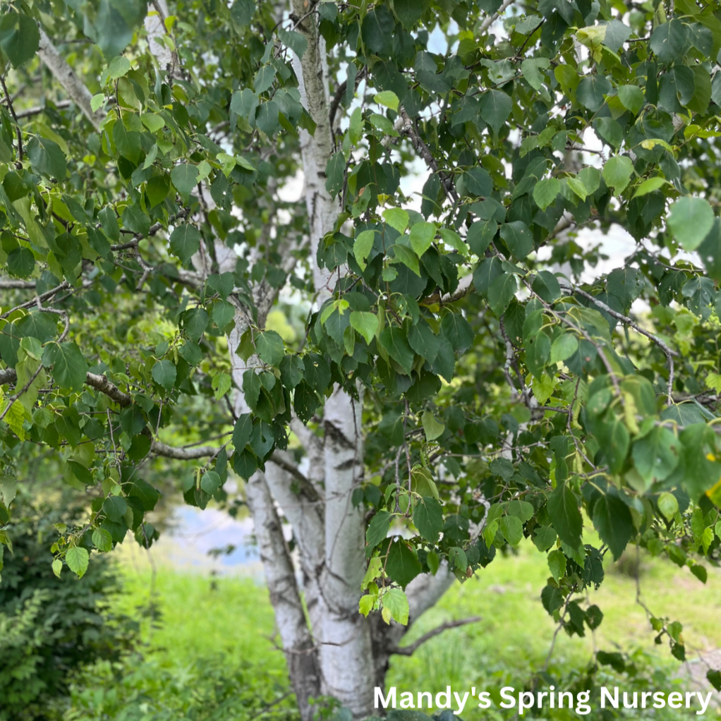 Paper Birch Birch | Betula papyrifera 'Paper Birch'