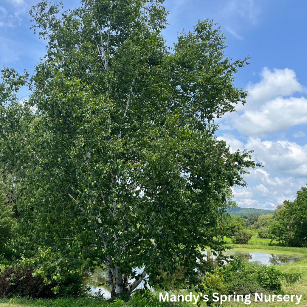 Paper Birch Birch | Betula papyrifera 'Paper Birch'