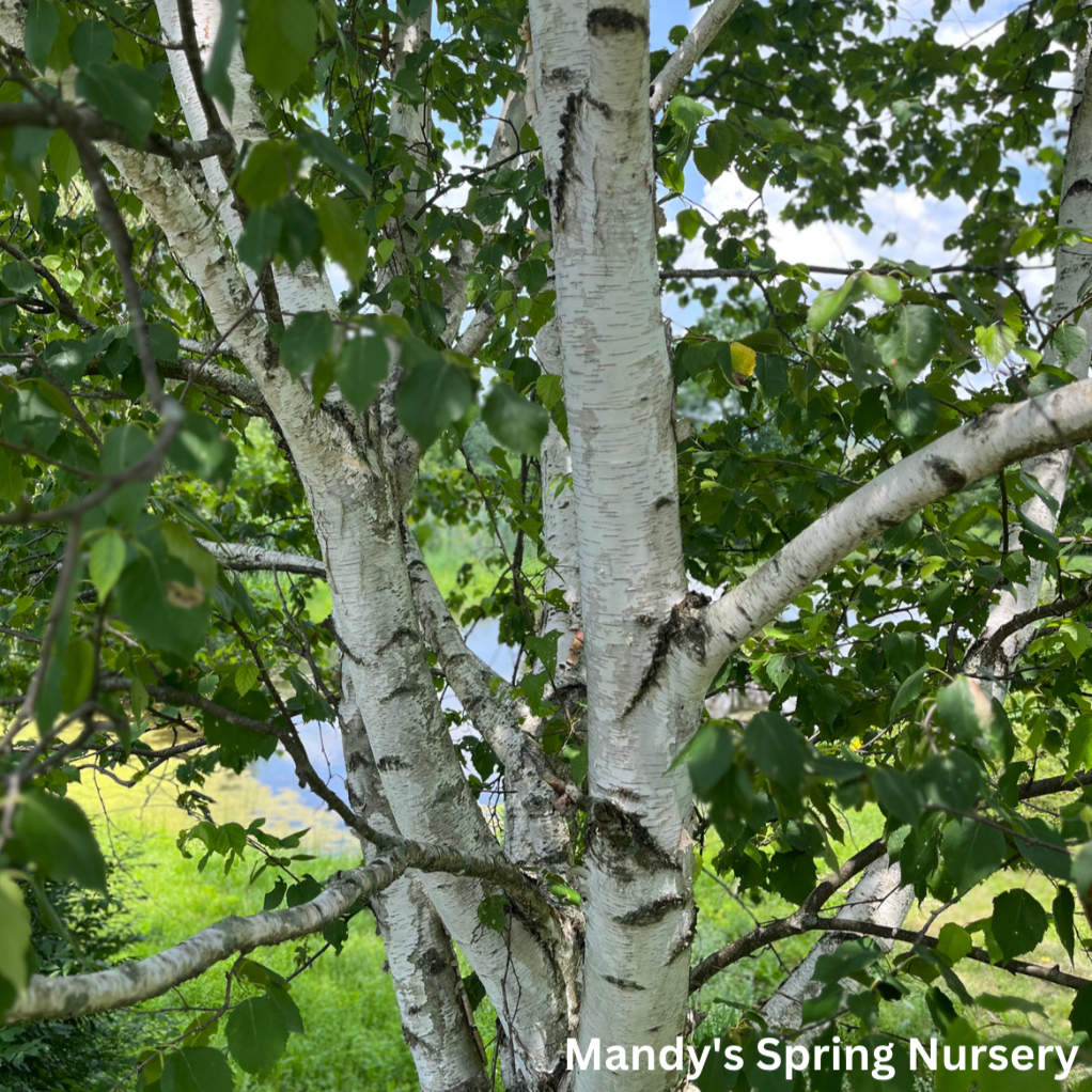 Paper Birch Birch | Betula papyrifera 'Paper Birch'