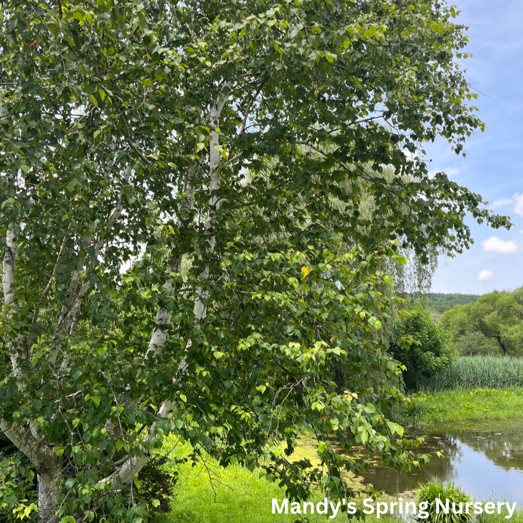 Paper Birch Birch | Betula papyrifera 'Paper Birch'