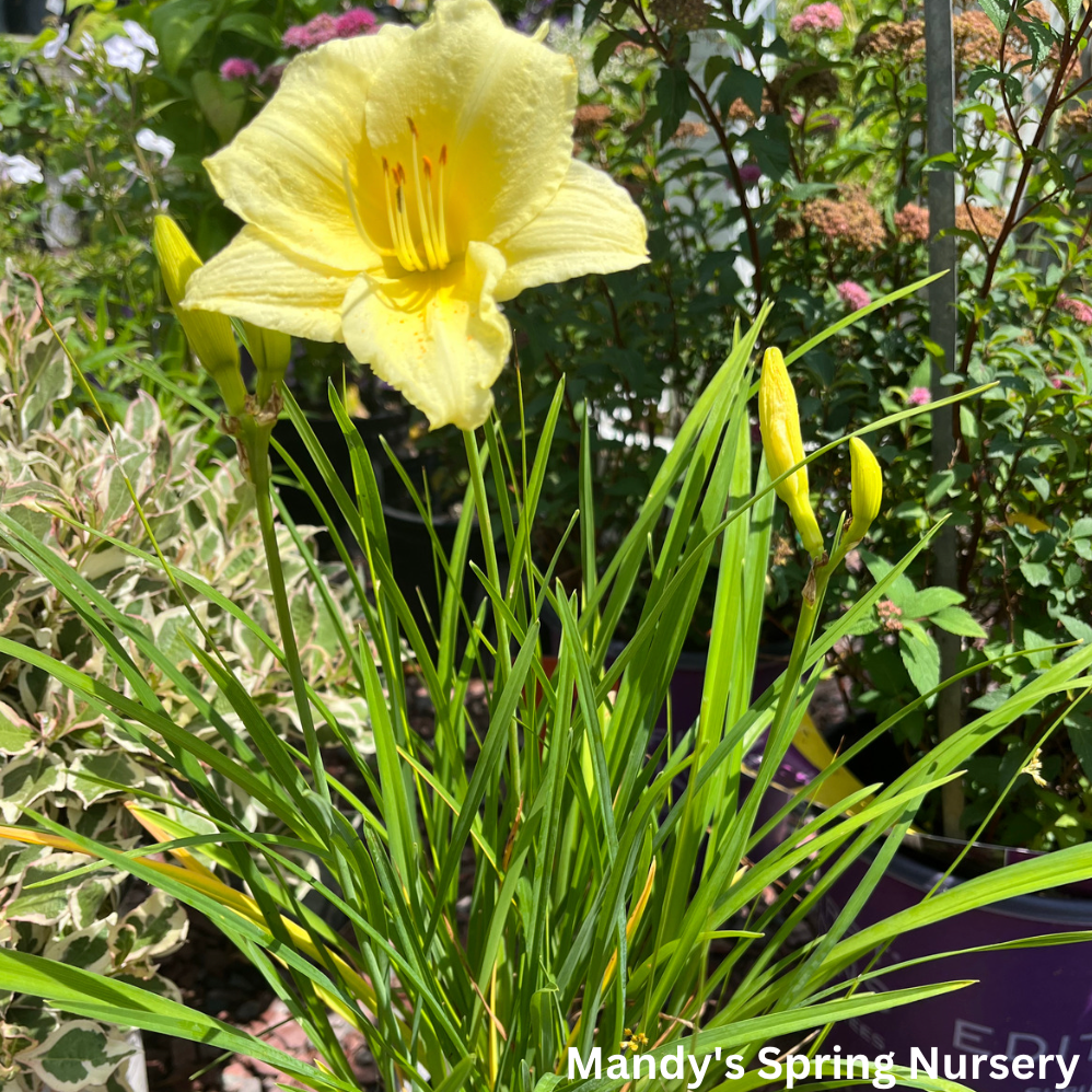 Fragrant Returns Reblooming Daylily | Hemerocallis