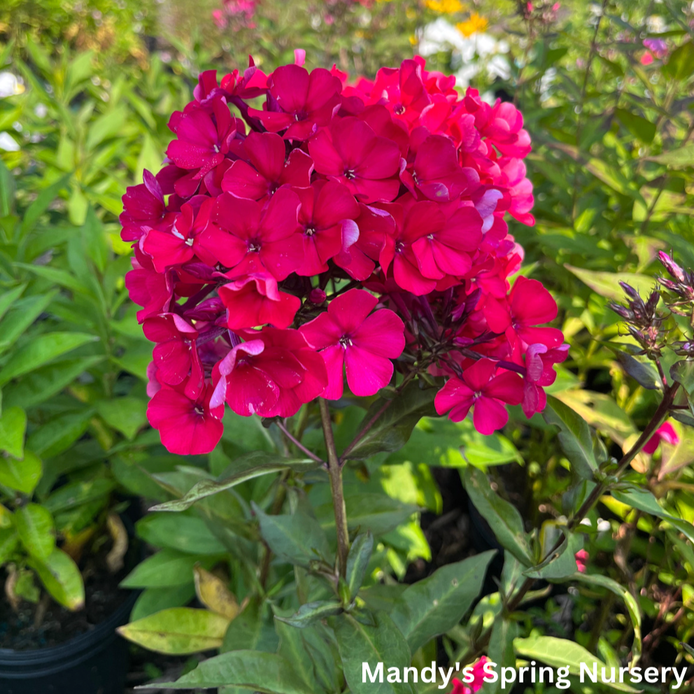 Starfire Garden Phlox | Phlox paniculata