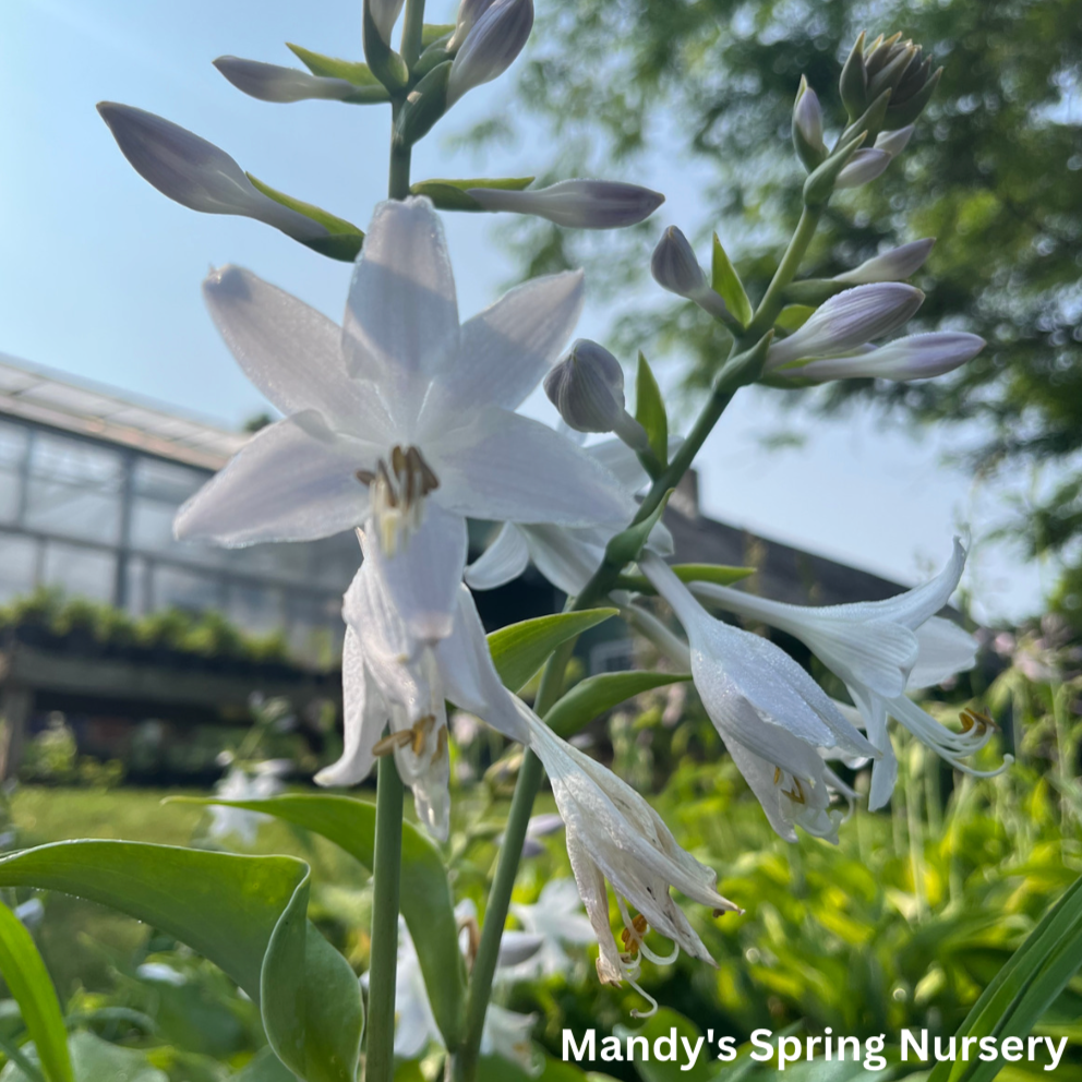 Blue Mountains Hosta