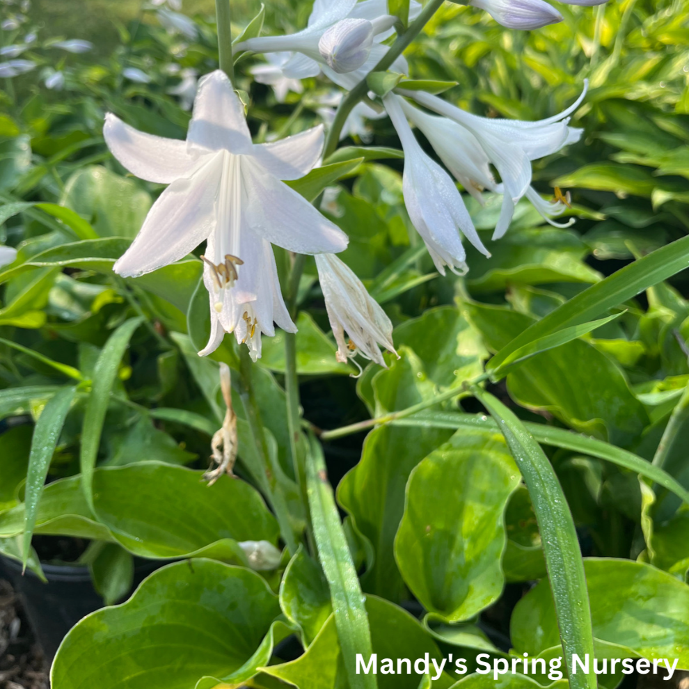 Blue Mountains Hosta