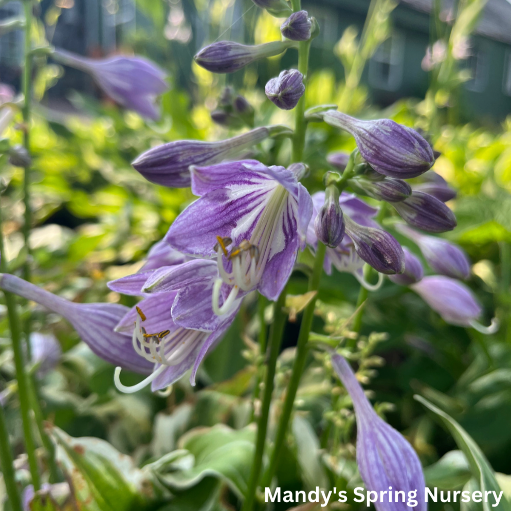 Diamonds Are Forever Hosta