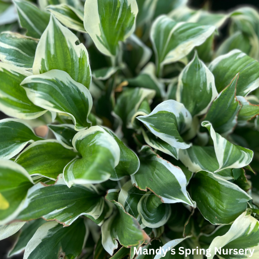 Diamonds Are Forever Hosta