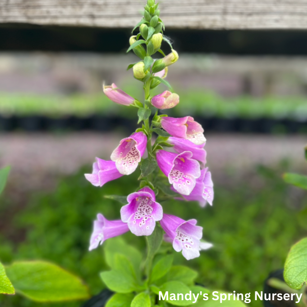 Dalmation Rose Foxglove | Digitalis purpurea