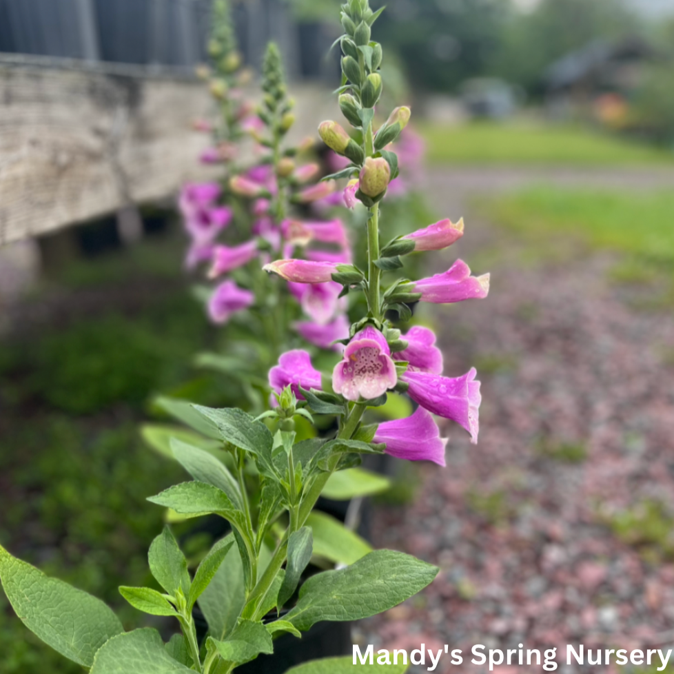 Dalmation Rose Foxglove | Digitalis purpurea