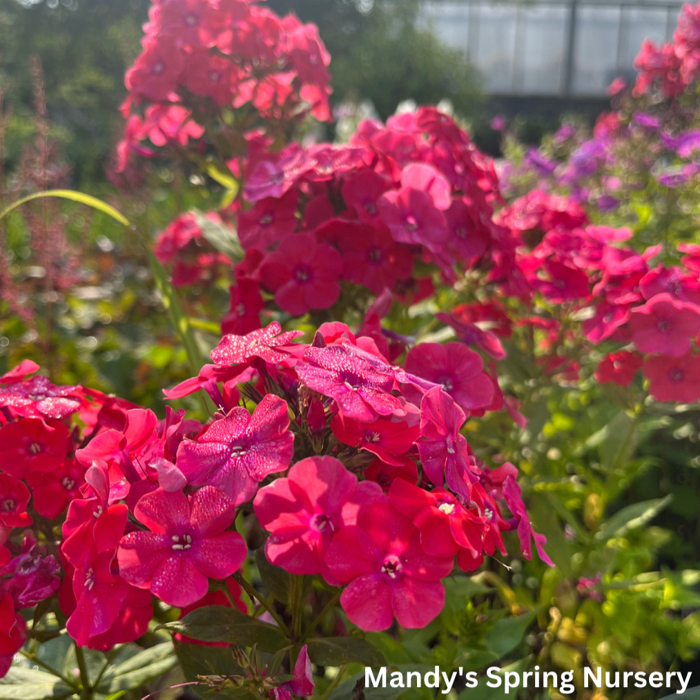 Flame Pro Cerise Garden Phlox | Phlox paniculata