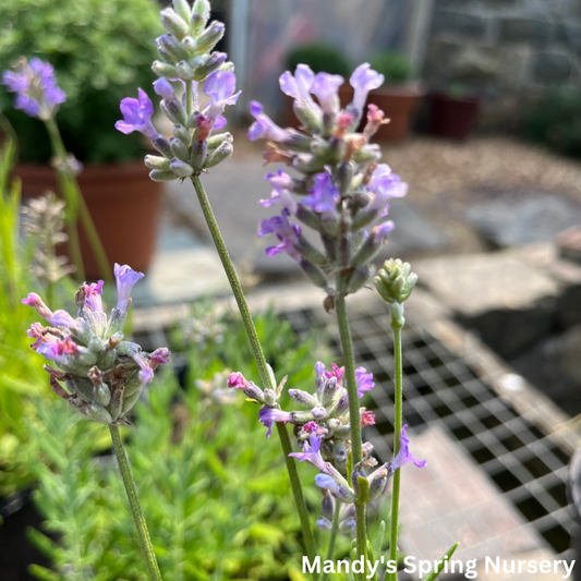 Munstead English Lavender | Lavandula angustifolia